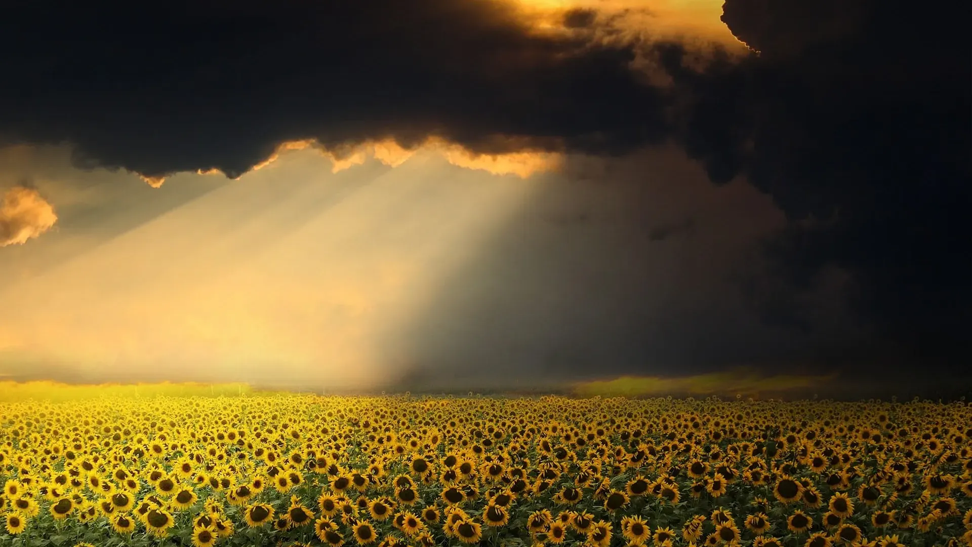 Champ de tournesols sous de lourds nuages d’orage, avec un rayon de soleil éclairant l’horizon.