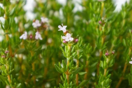 Entreprendre après le MS Entrepreneuriat et Management de l’Innovation