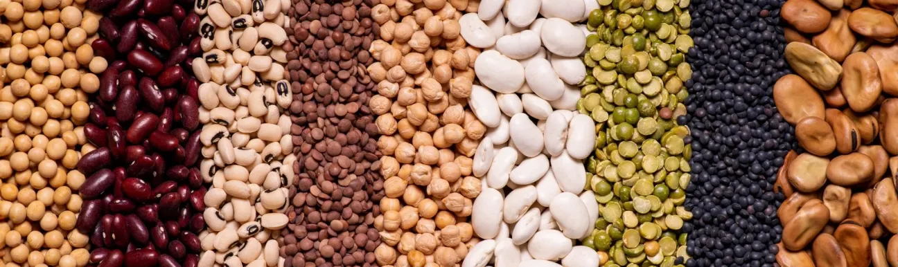 Variety of dried legumes arranged in vertical rows, including beans, chickpeas, lentils and split peas.