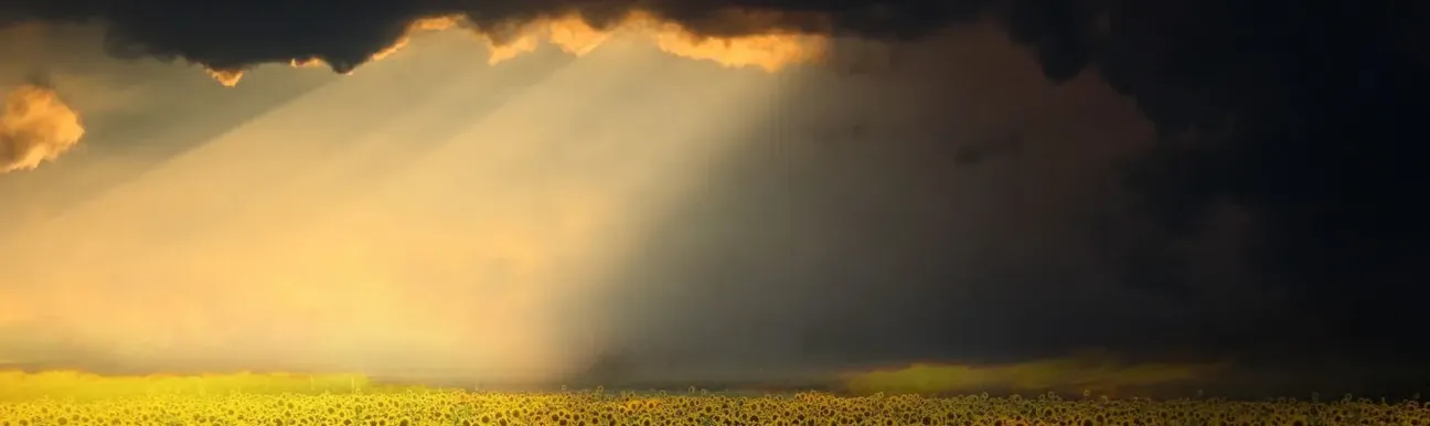 Champ de tournesols sous de lourds nuages d’orage, avec la lumière du soleil perçant à l’horizon.