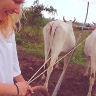 Caroline Ducelliez - étudiante Programme Grande Ecole en mission internationale au Cambodge Boeuf