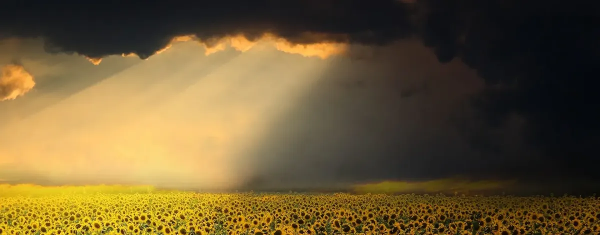 A huge sunflower field illuminated by the sun, right after the storm.