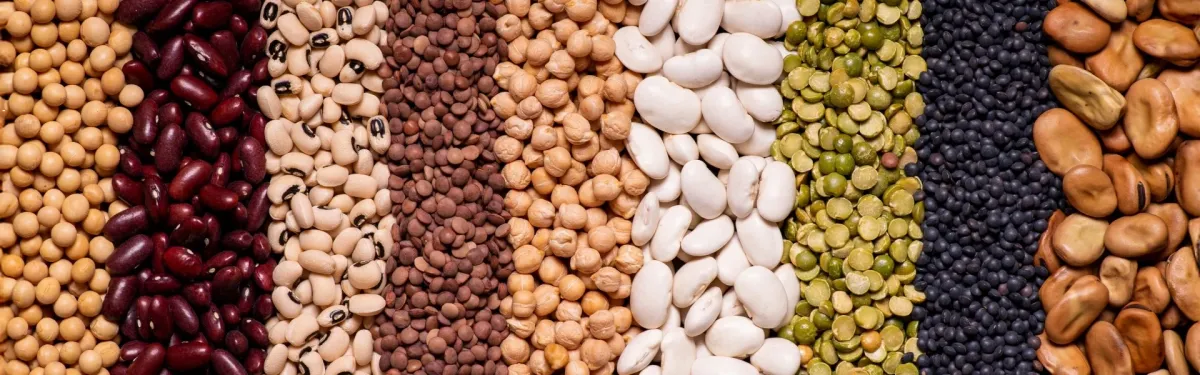  Variétés de graines et légumineuses disposées en rangées colorées, illustrant biodiversité agricole et production végétale.