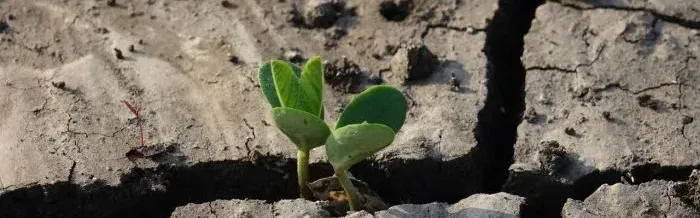  Green seedling emerging from dry cracked soil, symbolizing resilience and environmental regeneration.